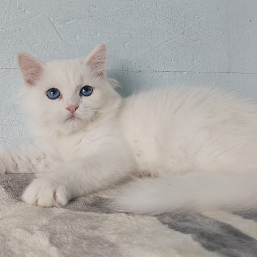 Jemchuzhina Siberian female, white