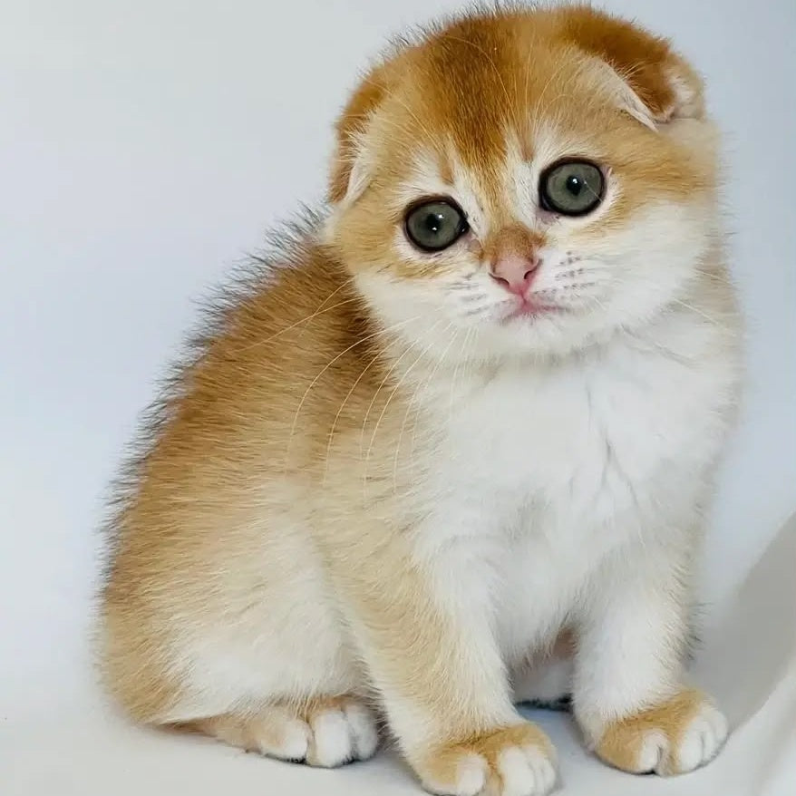 Keksik Scottish Fold male, black golden chinchilla