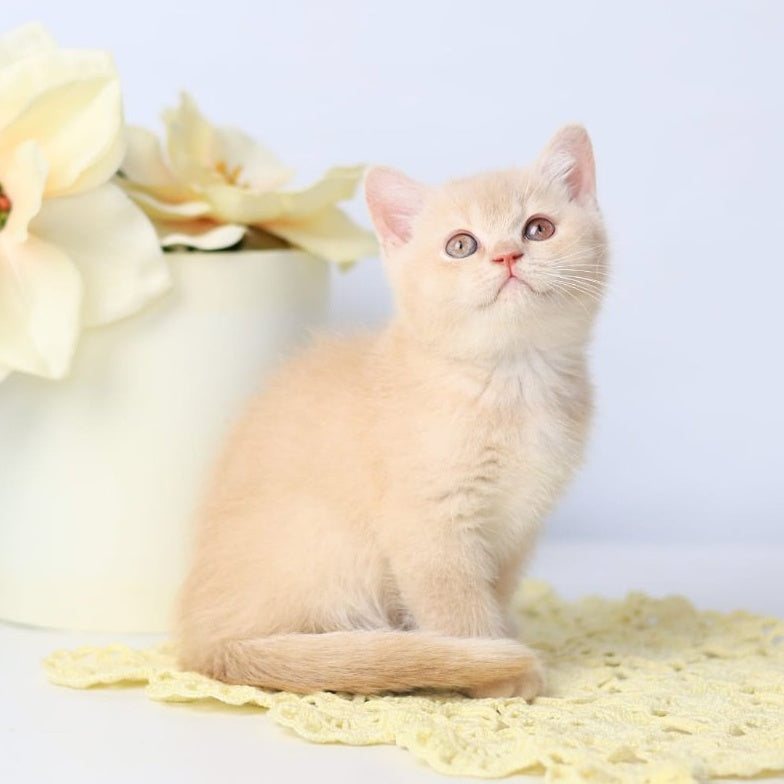 Yarik British Shorthair male, cream