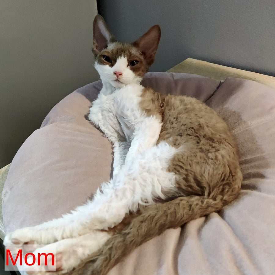 Merilyn Devon Rex female, blue harlequin