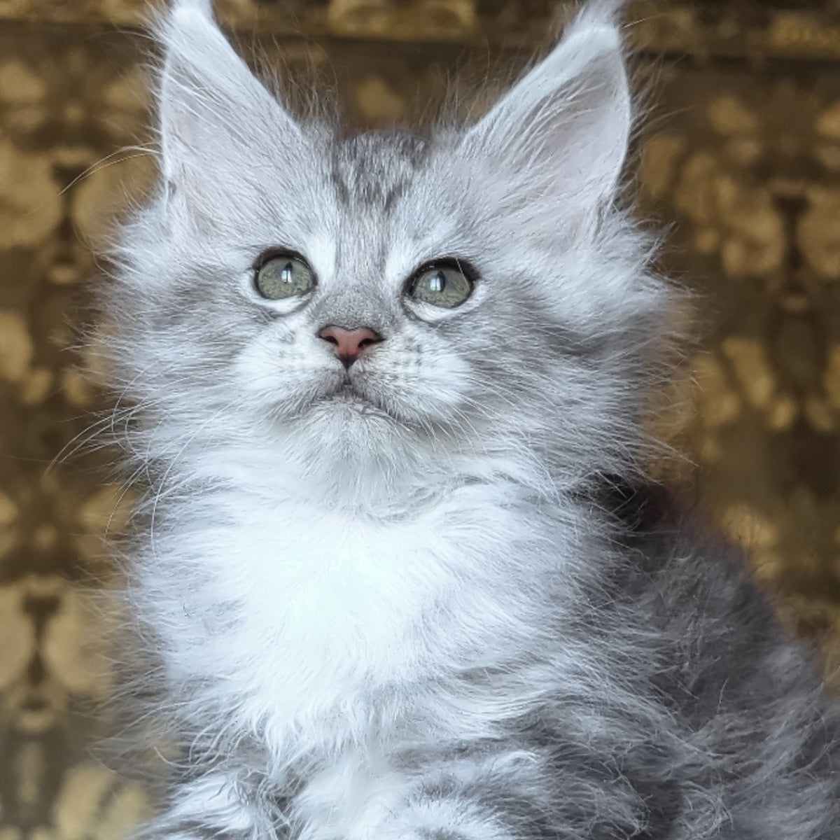 Inneta Maine Coon female, black silver tabby with white