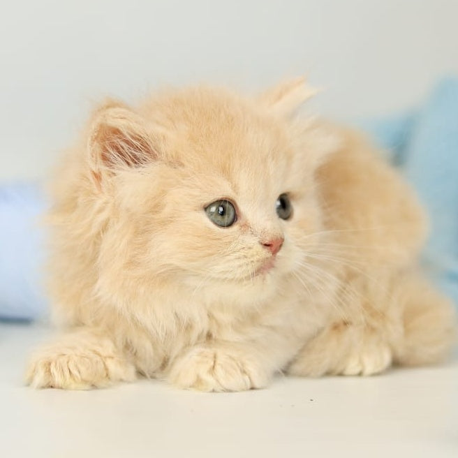 Perry British Longhair male, lilac
