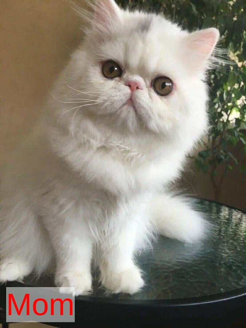 Isabel Persian female, blue bicolour