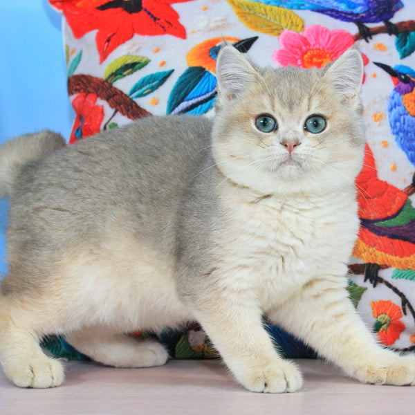 Timi British Shorthair male, blue golden shaded