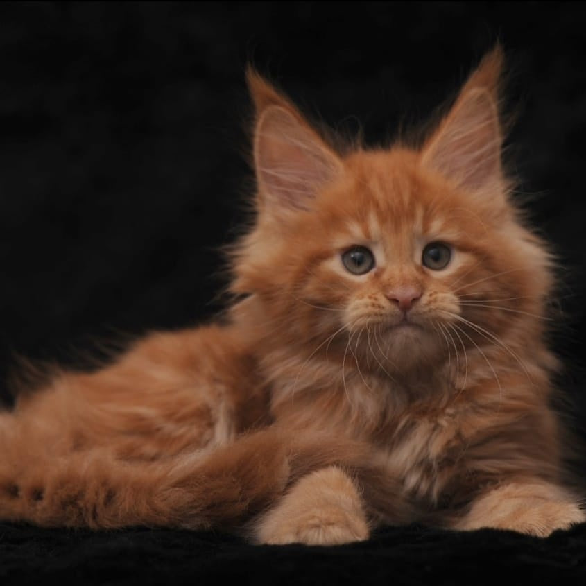 Stafy Maine Coon female, red