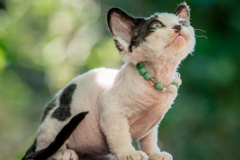 Luntik Devon Rex male, black harlequin