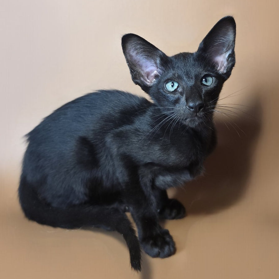 Lupin Siamese male, black