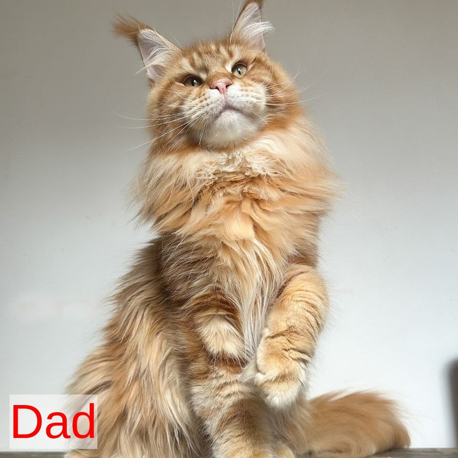Gordey Maine Coon male, white