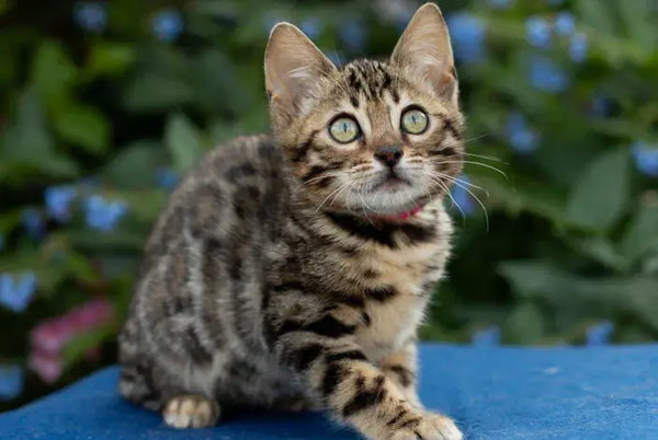 Dixie Bengal female black spotted tabby - live animals