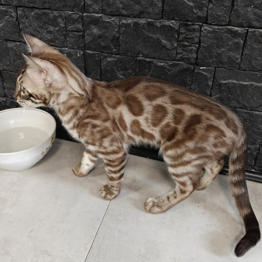 Jason Bengal male, black amber spotted tabby pointed