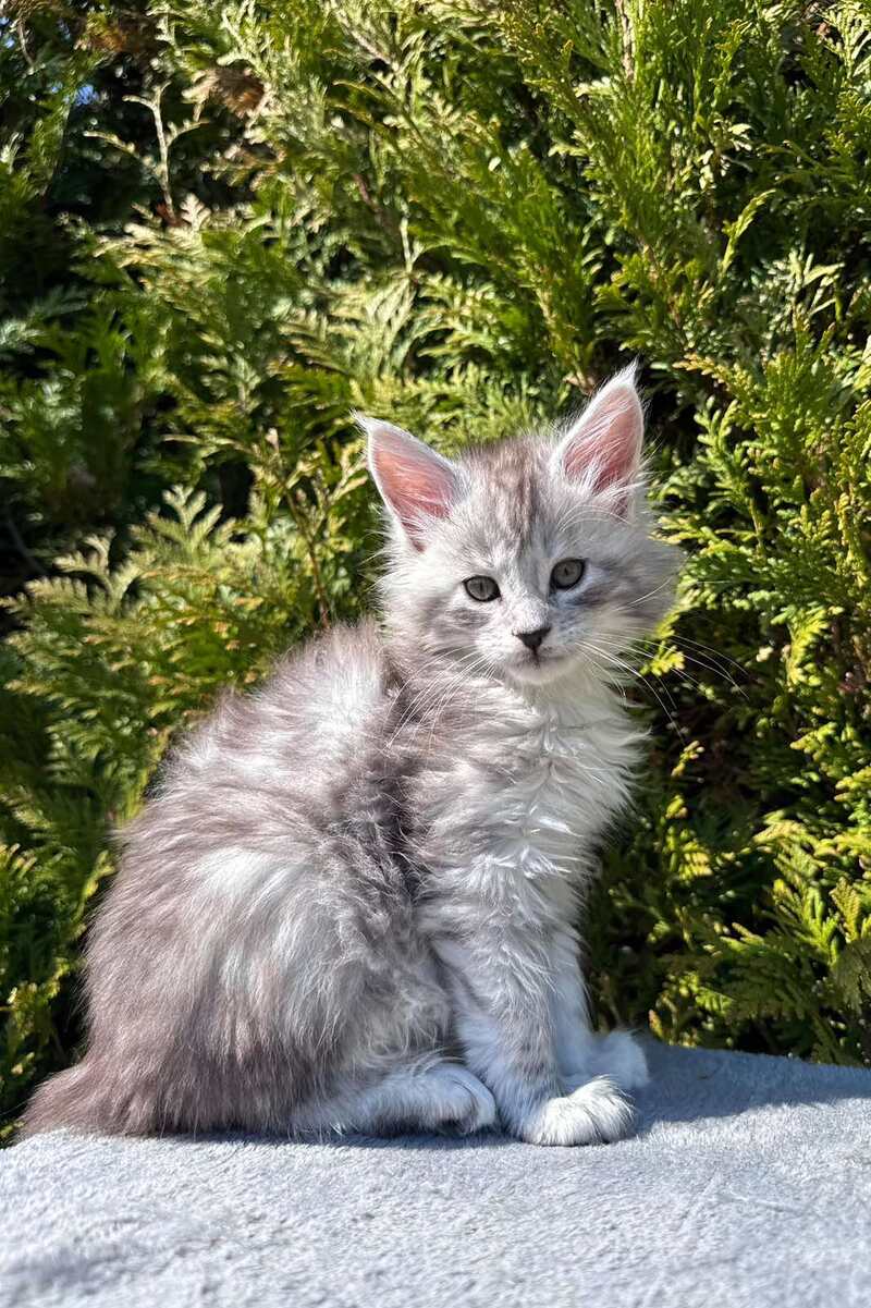Eremey Maine Coon male black silver spotted tabby - live animals