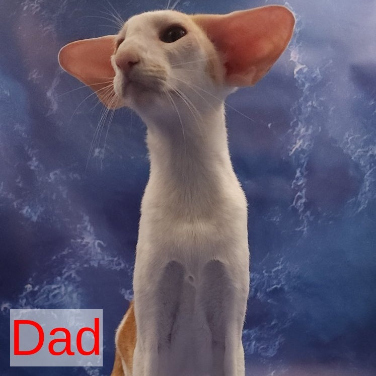 Zаnder Oriental Shorthair male, red spotted tabby