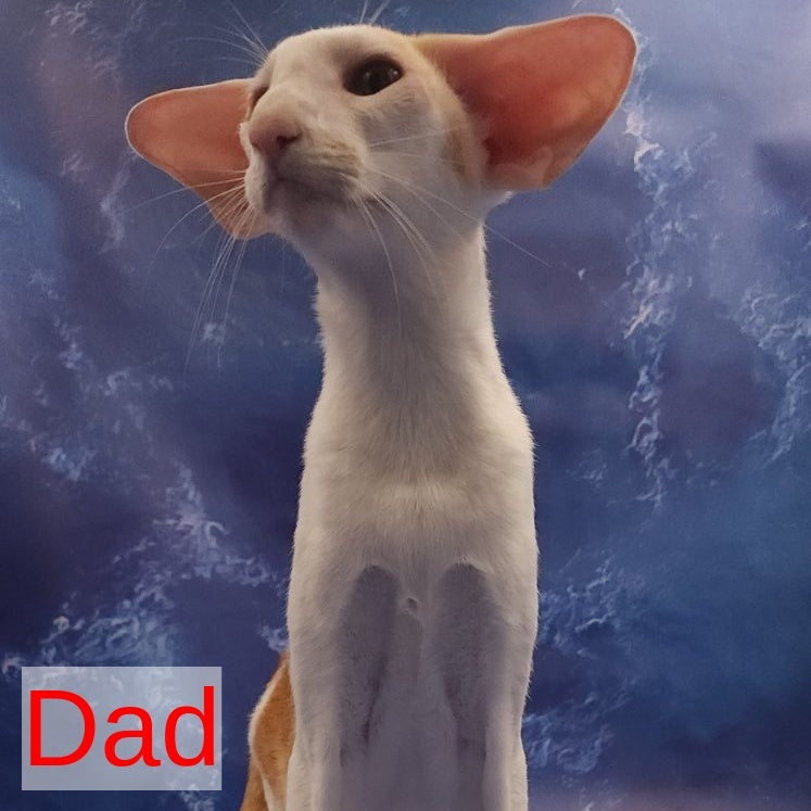 Winston Oriental Shorthair male, chocolate spotted tabby bicolour