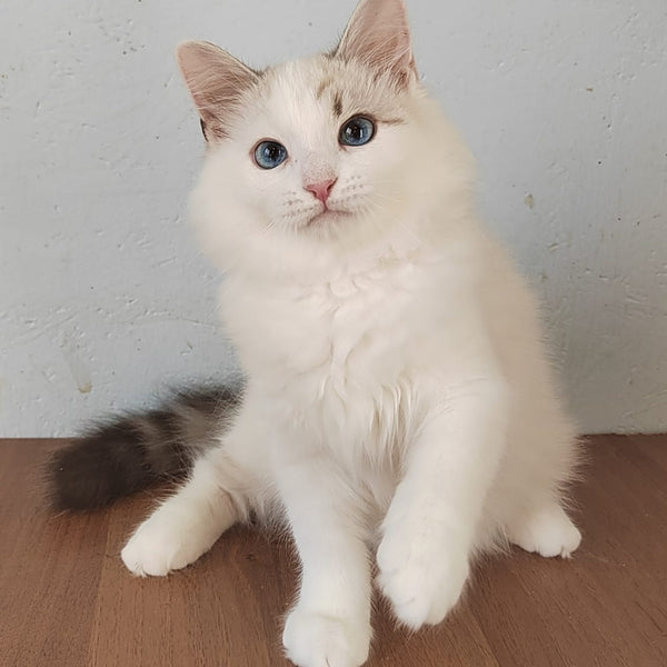 Izium Siberian male, blue tabby pointed bicolour