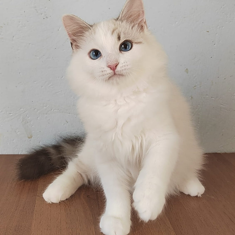 Izium Siberian male, blue tabby pointed bicolour