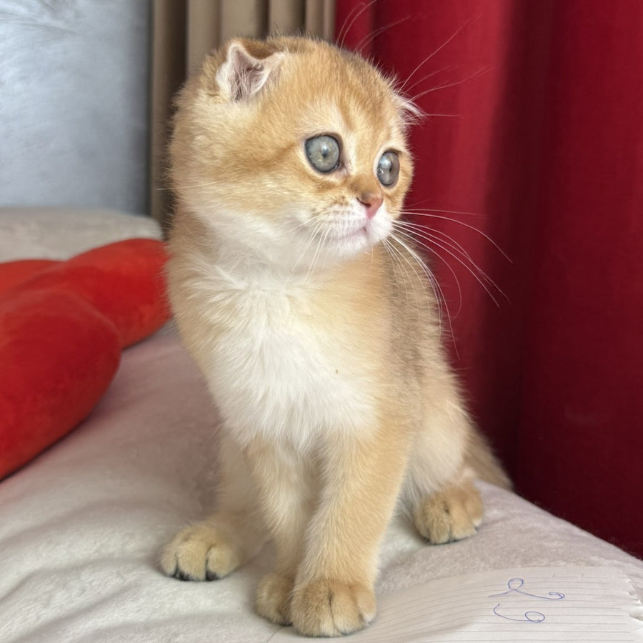 Elvis Scottish Fold male, black golden shaded