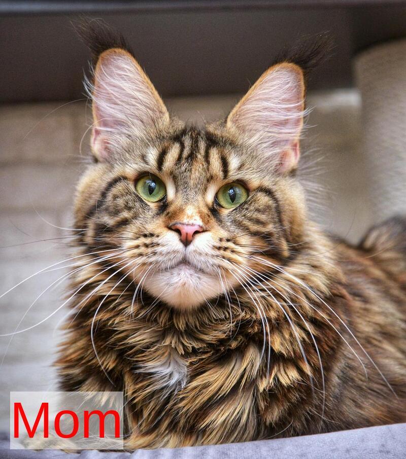 Wild Rose Maine Coon female black tortie tabby live animals
