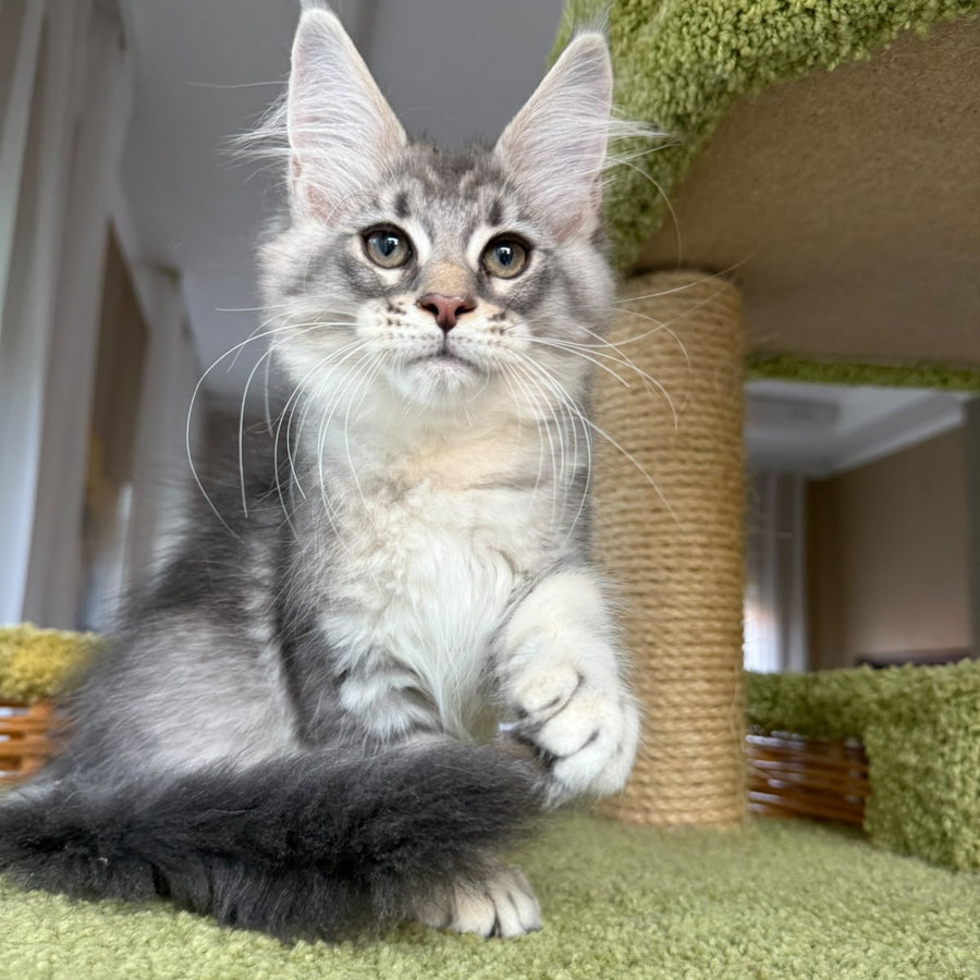 Image Maine Coon male, blue silver ticked tabby