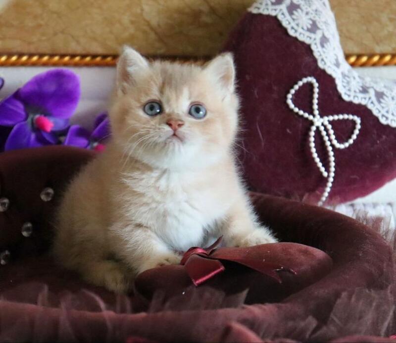 Richie British Shorthair female, lilac golden shaded