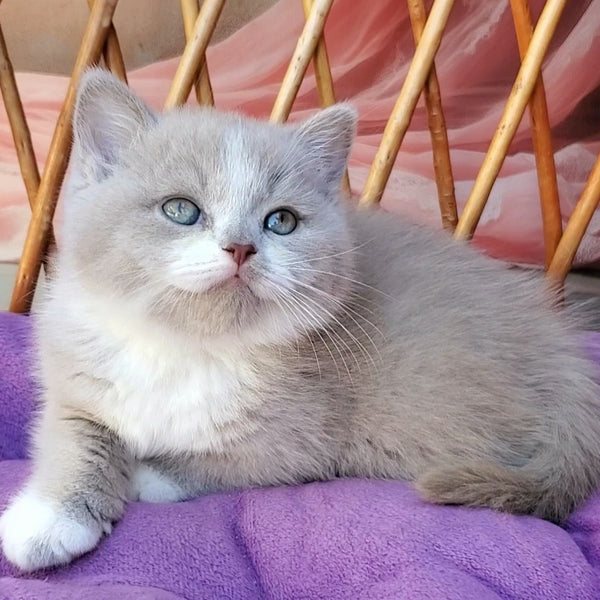 Casper British Shorthair male, lilac bicolour