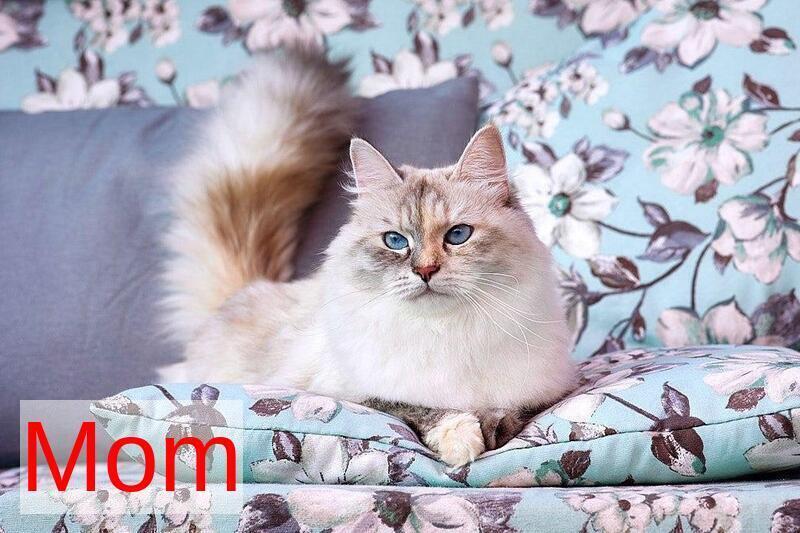 Don Juan Siberian male black silver with white tabby pointed live animals