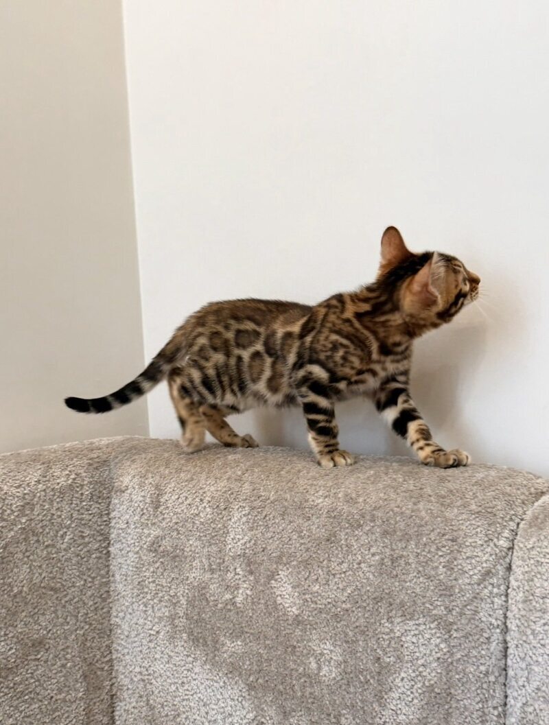 Blake Bengal male black spotted tabby - live animals