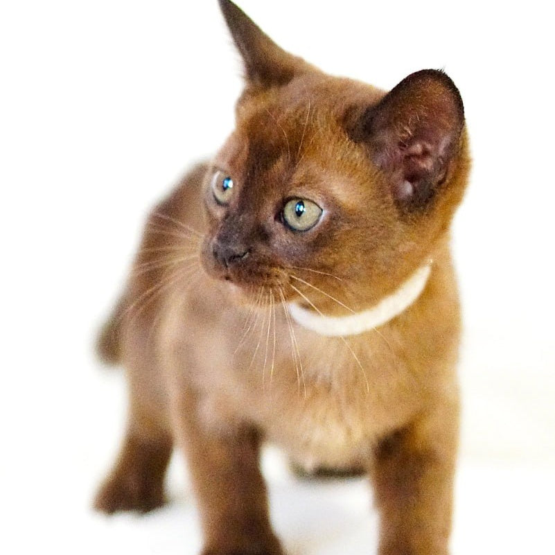Viva Burmese female, black