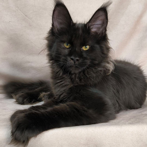 Freya Maine Coon polydactyl female, black