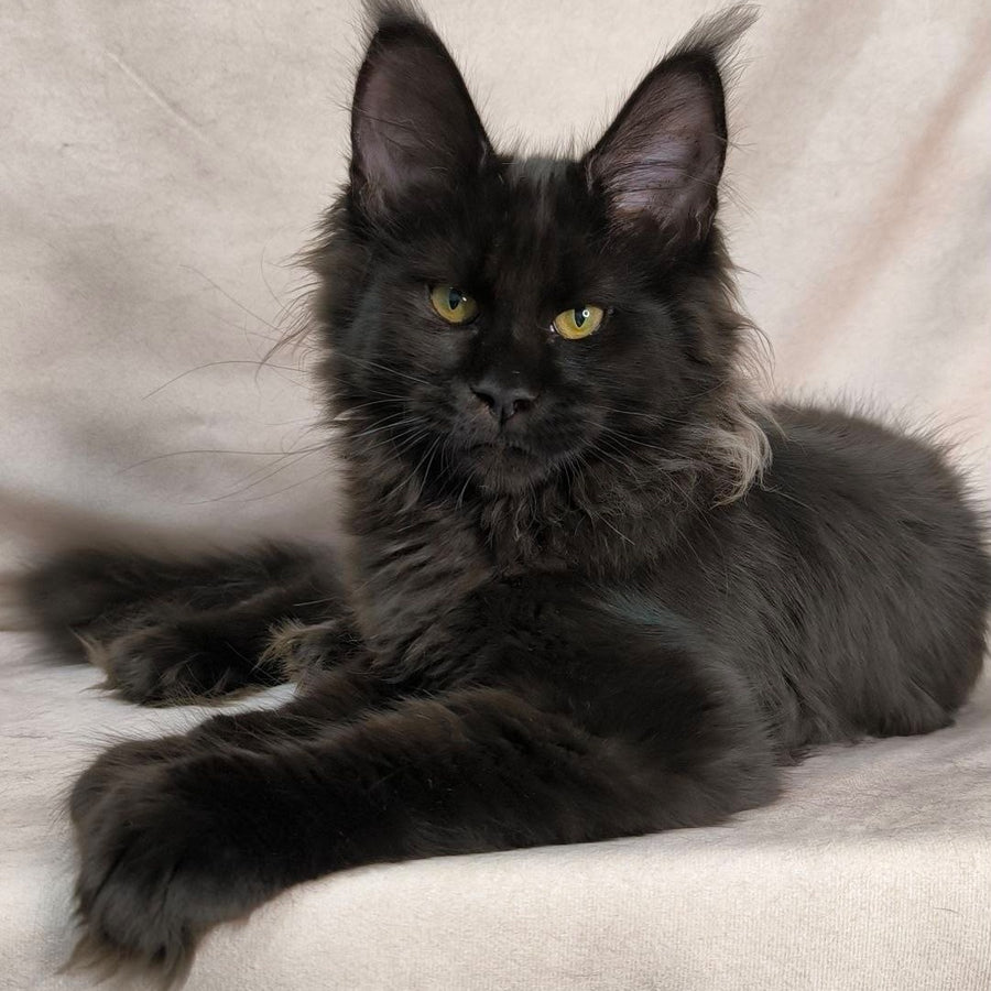 Freya Maine Coon polydactyl female, black