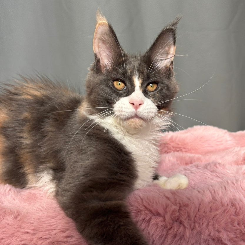 Chloe Maine Coon female, blue tortie bicolour