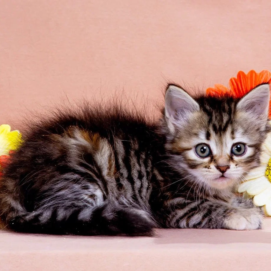 Zannet Siberian male, black tortie spotted tabby