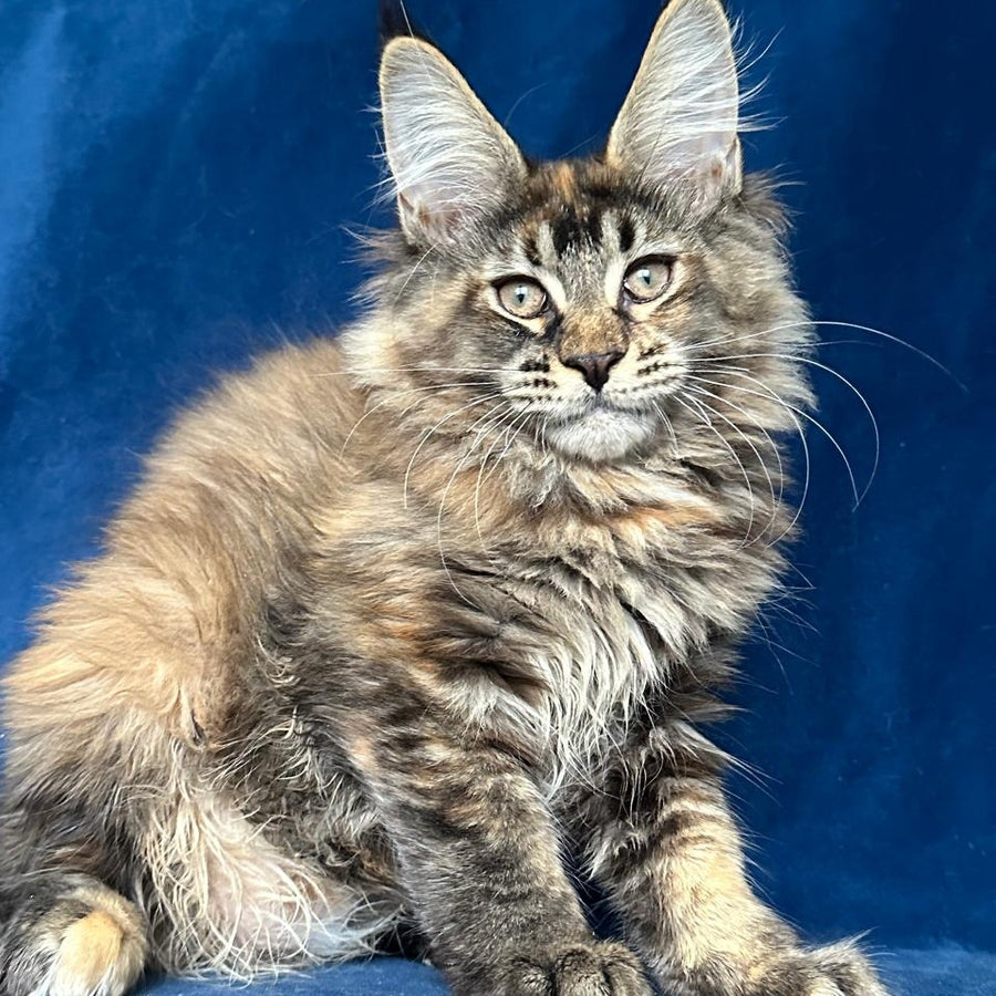 Lapushka Maine Coon ffemale, black tortie ticked tabby
