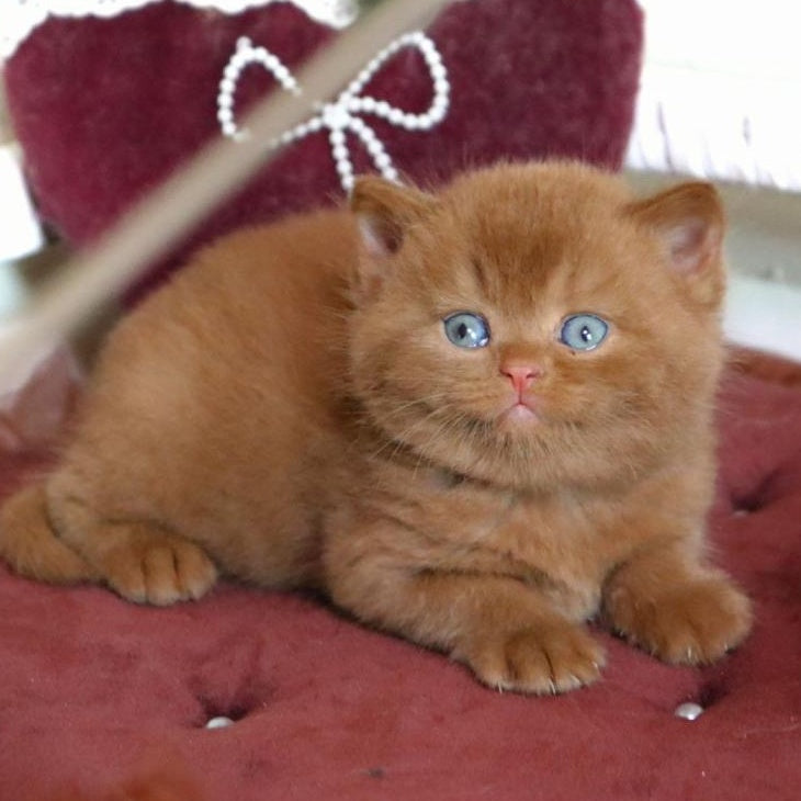 Redmy British Shorthair female, cinnamon