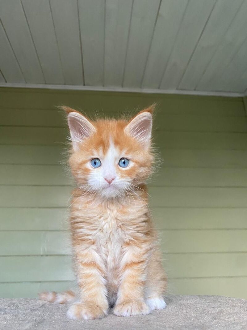 Tutti Frutti Maine Coon male red tabby with white - live animals