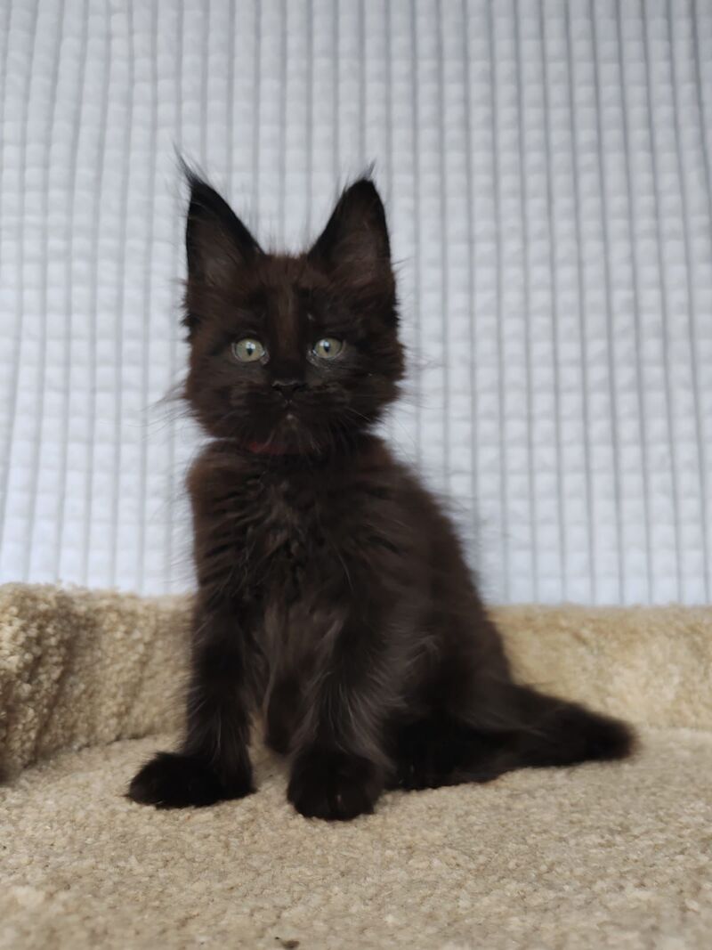 Mars Maine Coon male, black