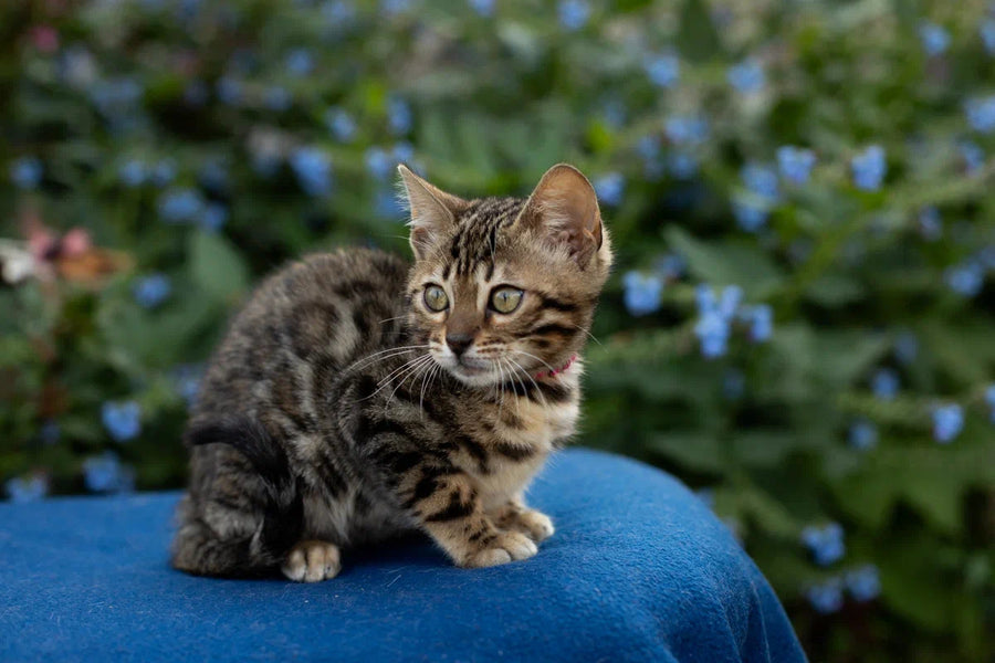 Dixie Bengal female black spotted tabby - live animals
