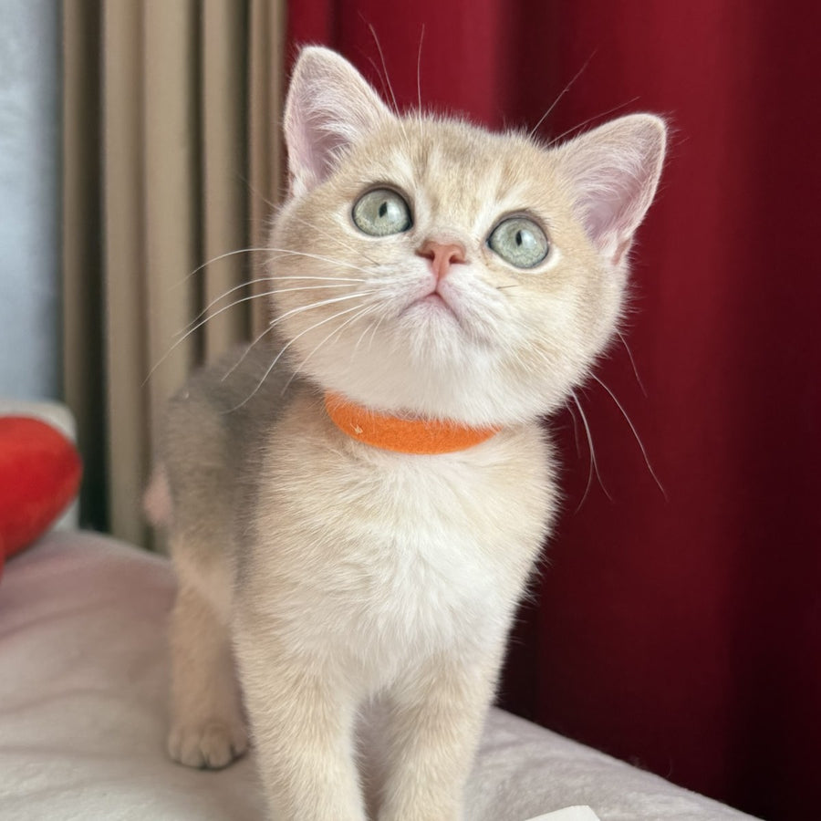 Elpako Scottish Straight male, blue golden shaded