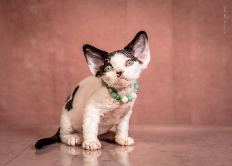 Luntik Devon Rex male, black harlequin