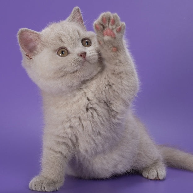 Nimbus British Shorthair male, lilac