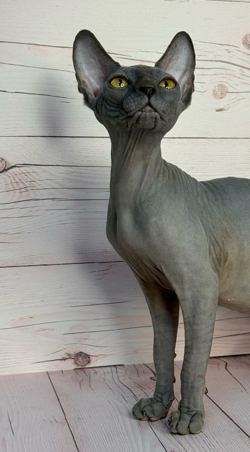 Adel Canadian Sphynx male, blue