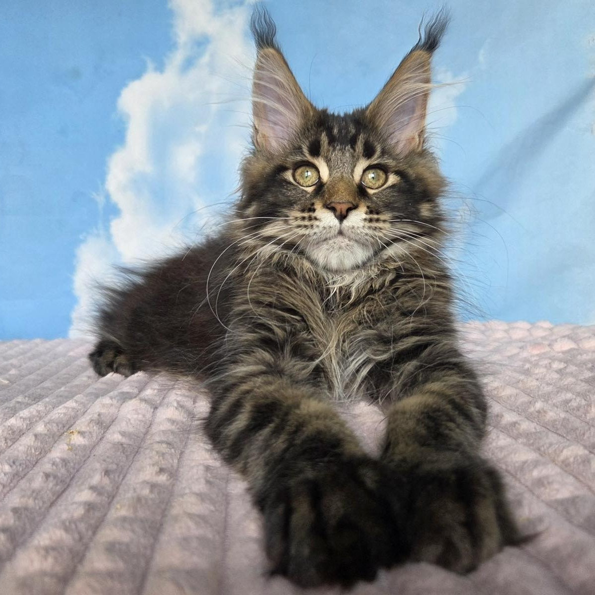 Serega Maine Coon male, black ticked tabby