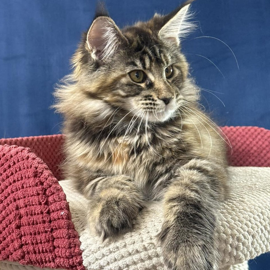 Calina Maine Coon female, black tortie tabby