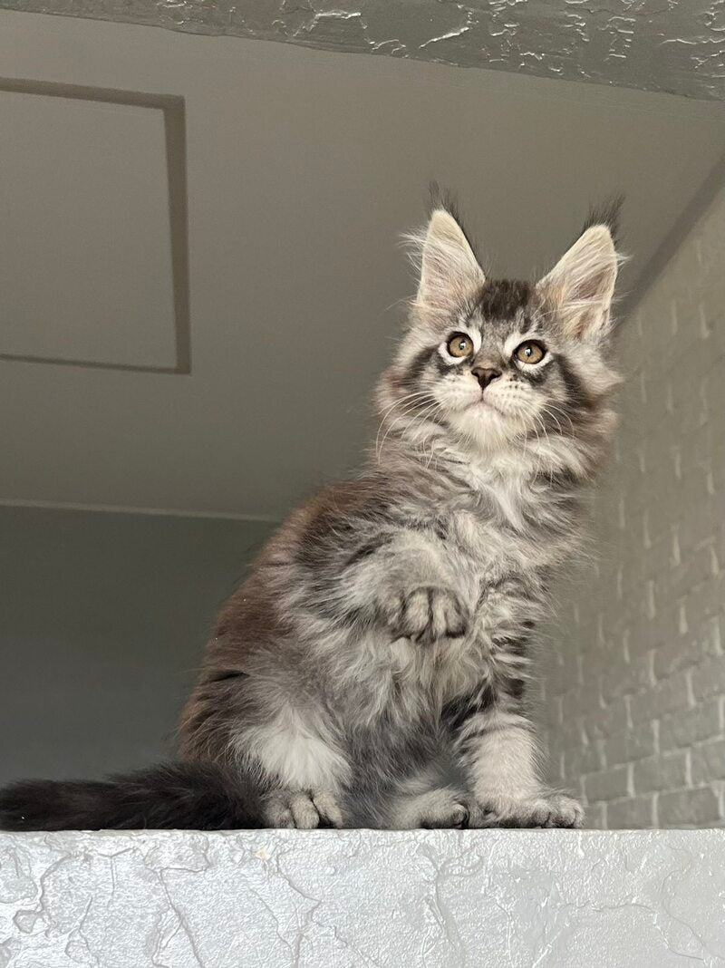 Xan Maine Coon male black silver ticked tabby - live animals
