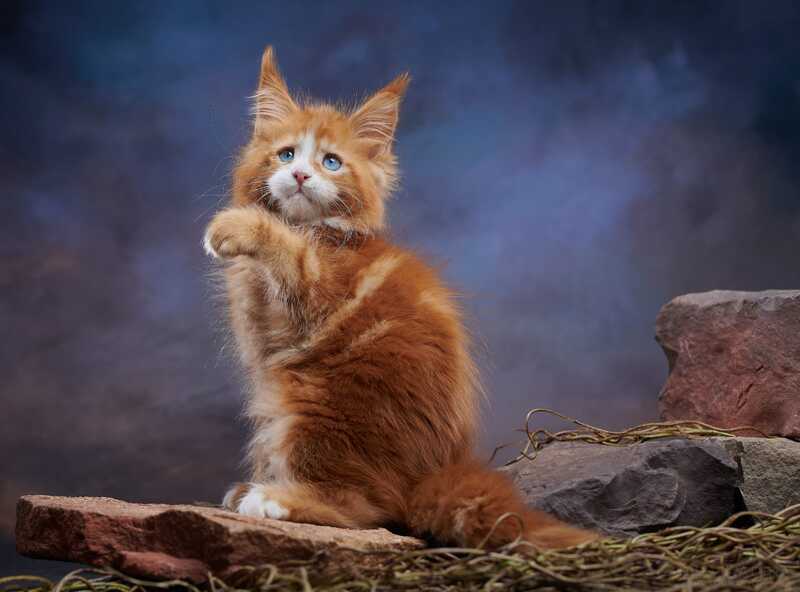 Dexter Maine Coon male, red tabby bicolour