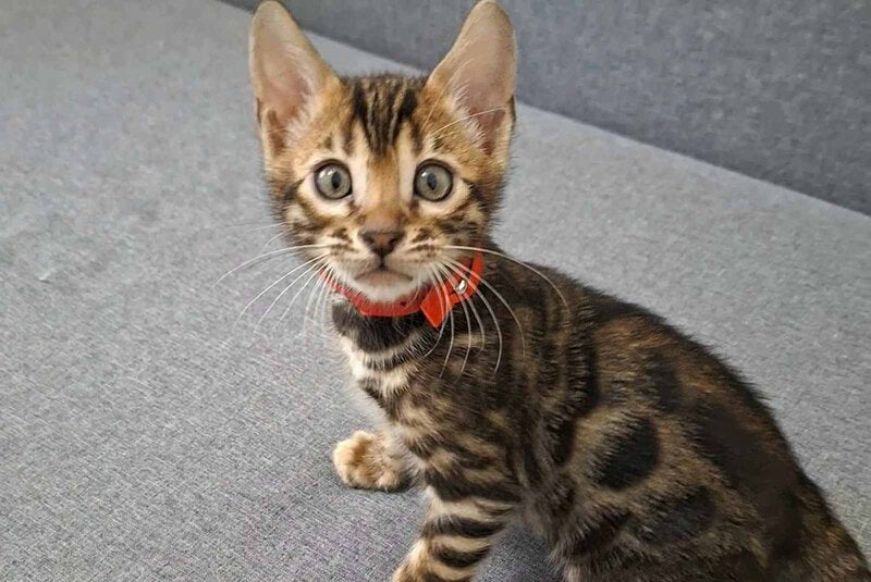 Gabik Bengal male, black spotted tabby