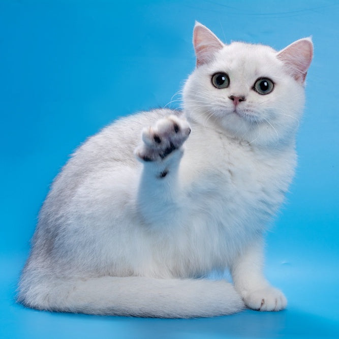 Fandi British Shorthair female, black silver shaded