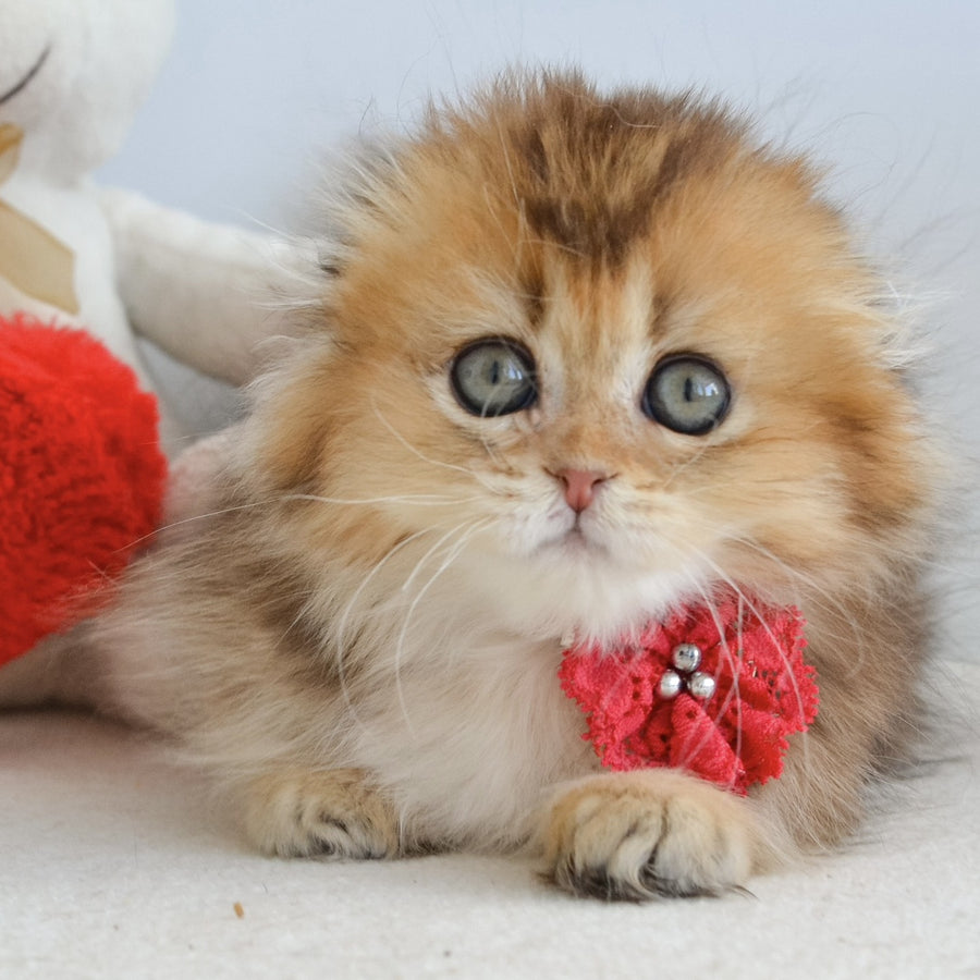 Henny Munchkin female, black golden ticked tabby