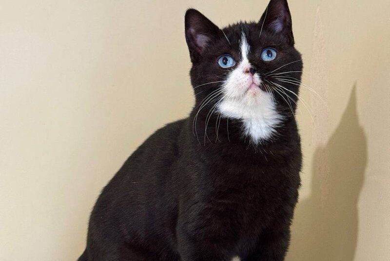 Sky British Shorthair male, black with white