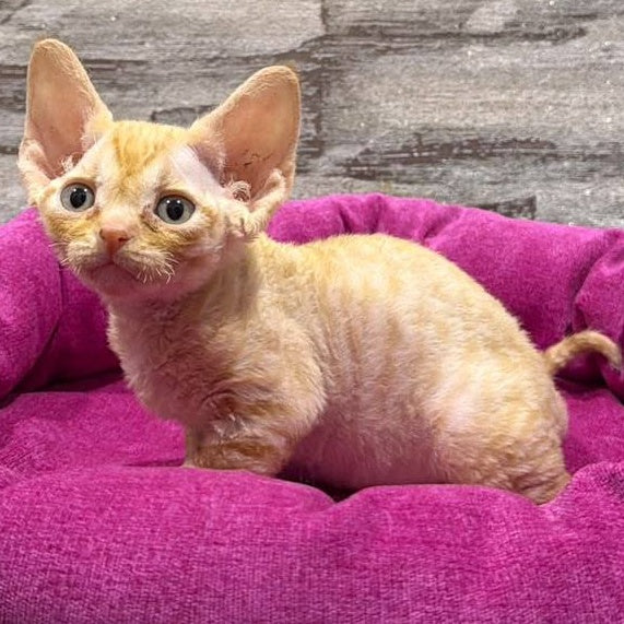 Persik Devon Rex male, red