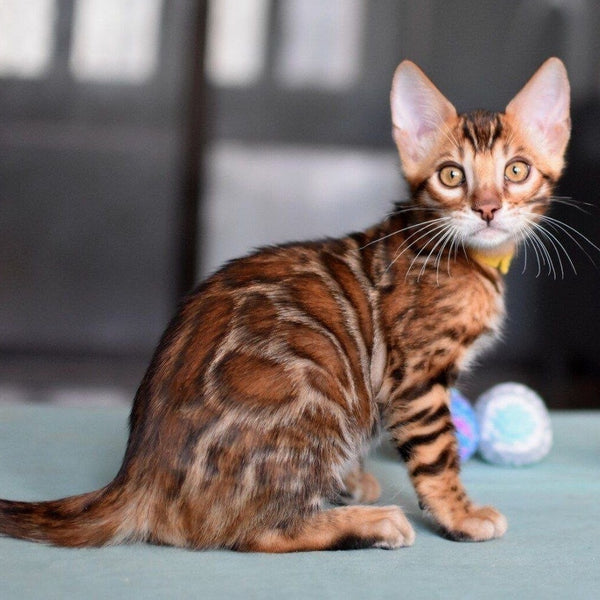 Mario Bengal male, black spotted tabby